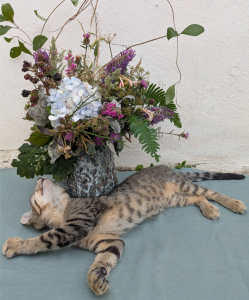 bouquet fleurs bleues chat