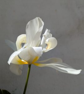 fleur atelier
